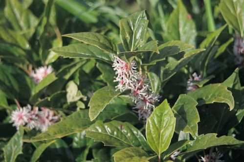 Пахизандра пазушна Pachysandra axillaris фото