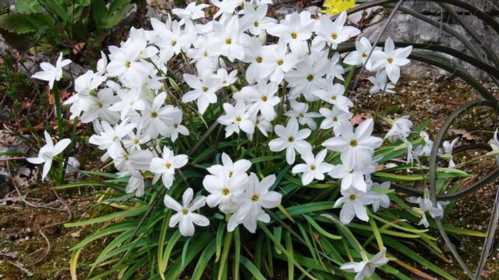 Іфейону одинквітковий Ipheion uniflorum посадка і догляд фото