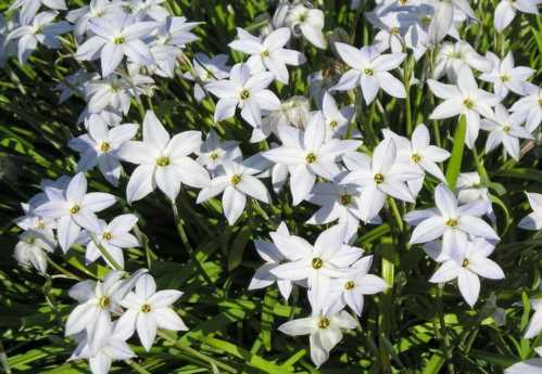 Іфейону одинквітковий Ipheion uniflorum фото