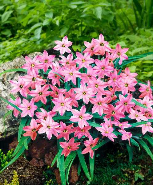 Іфейону рекурвіфлоріум Iphion recurvifolium або Ipheion sessive фото