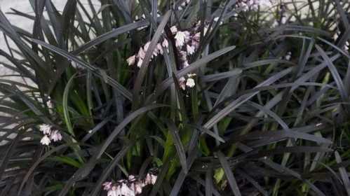 Офиопогон плоскострелий ophiopogon planiscapus niger посадка і догляд фото квітів