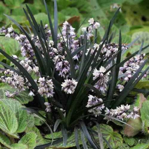 Офиопогон плоскострелий Нігер Ophiopogon planiscapus Niger посадка і догляд фото