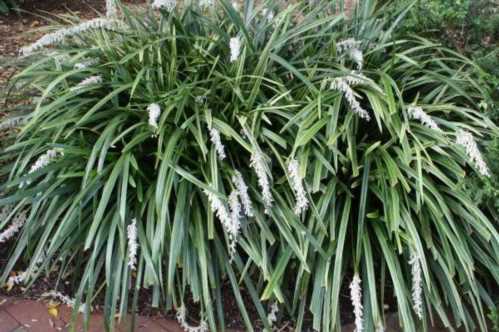 Офиопогон ябуран Ophiopogon Jaburan фото