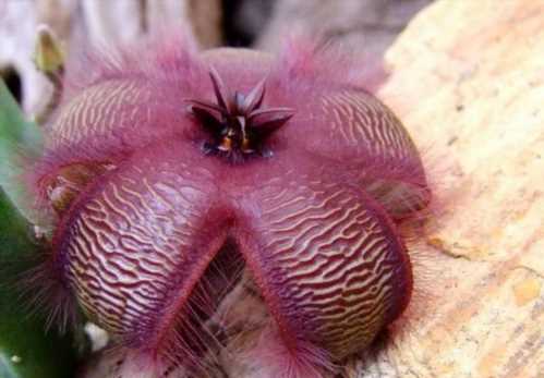 Стапелія зіркоподібна Stapelia asterias Masson фото