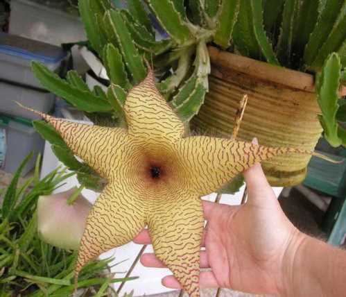 Стапелія гігантська Stapelia gigantea фото цвітіння