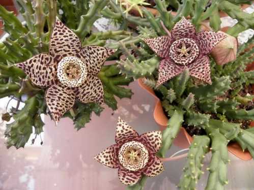 Стапелія строката або Варієгата Stapelia variegata фото цвітіння