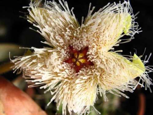 Стапелія грандифлора Stapelia glanduliflora Masson фото цвітіння