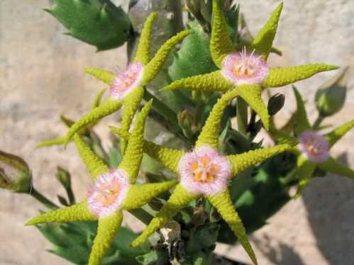 Стапелія золотисто-пурпурна Stapelia flavopurpurea фото цвітіння