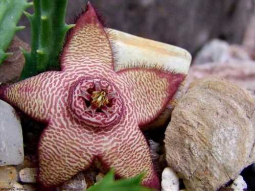 Стапелія мінлива Stapelia mutabilis фото цвітіння