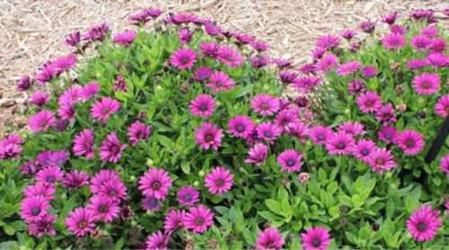 Африканська маргаритка або капская Osteospermum ecklonis фото в саду