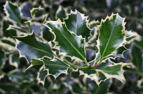 Падуб гостролистий сорт Срібна королева Ilex Aquifolium Silver Queen фото