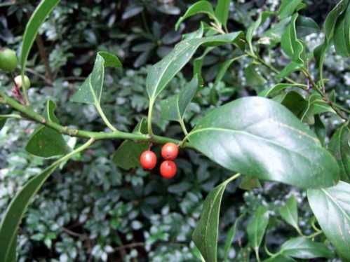 Падуб широколистий Ilex leucoclada