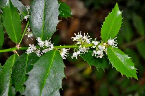 Падуб колхидський Ilex colchica фото