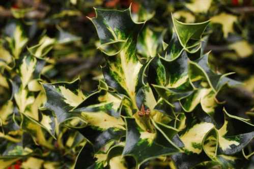 Падуб гостролистий сорт Ilex aquifolium