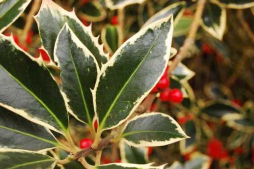 Падуб гостролистий хендсвос нью силвер Ilex aquifolium