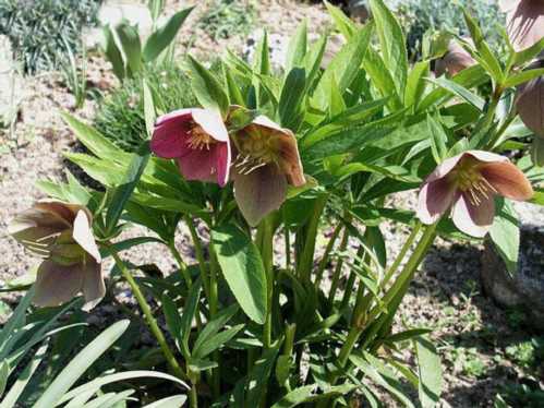 Морозник червонуватий Helleborus Purpurascens як вирощувати