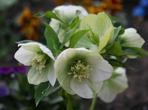 Морозник кавказький посадка і догляд вирощування з насіння Helleborus caucasicus фото