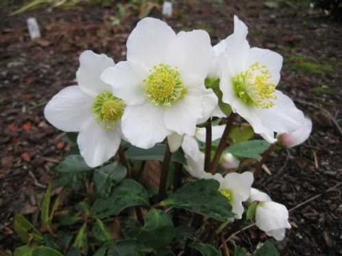 Морозник чорний посадка і догляд Helleborus niger Jacob Роза морозник садовий в саду фото