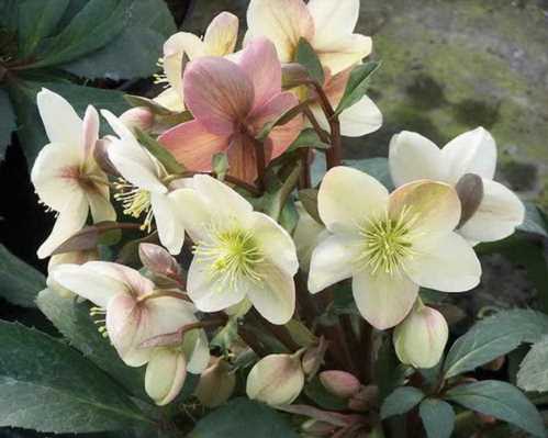 Морозник види і сорти фото helleborus x ericsmithii candy love морозник червоніючий