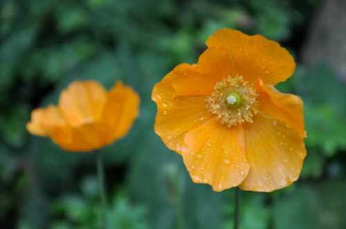 Меконопсис камбрійскій Mecanopsis cambrica var. aurantiaca вирощування з насіння посадка і догляд фото