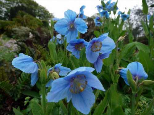 Вирощування Меконопсис Меконопсис великий Meconopsis grandis фото