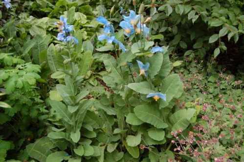 Меконопсис буквіцелістний Meconopsis betonicifolia посадка і догляд фото