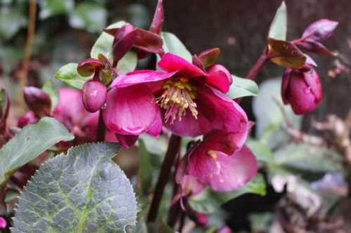 Як виростити морозник з насіння Helleborus Annas Red Морозник червоний фото