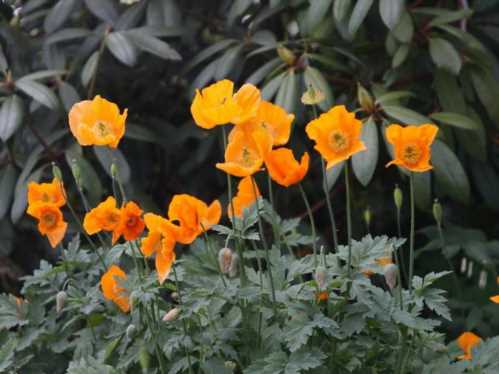 Квітка меконопсіс камбрійскій Meconopsis cambrica фото квітів