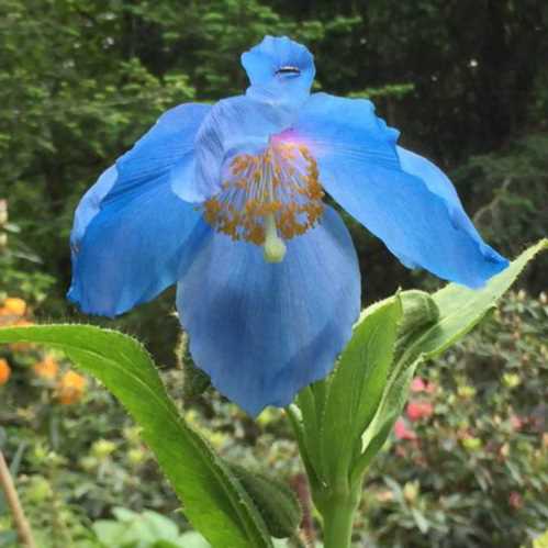 Меконопсис Шелдона Meconopsis x sheldonii Lingholm дзвонові мак з Тибету