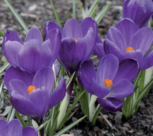 Крокус весняний Crocus vernus