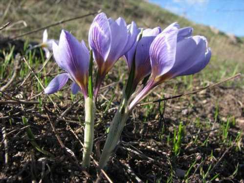 Крокус двуцветковий Crocus biflorus фото