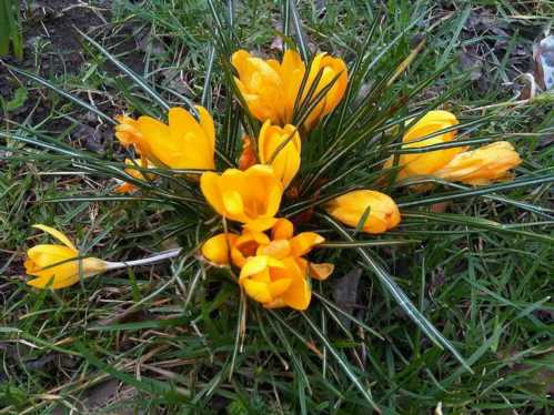 Крокус золотистий Crocus chrysanthus фото