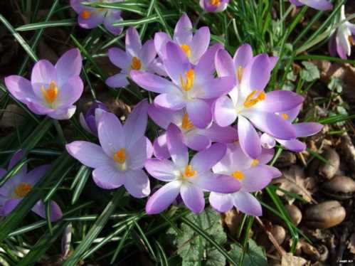 Крокус Томазіні Crocus tommasinianus фото