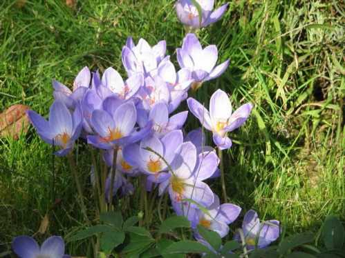 Крокус прекрасний Crocus speciosus фото