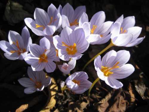 Крокус гарненький Crocus pulchellus фото