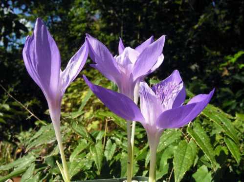 Крокус банатський Crocus banaticus фото