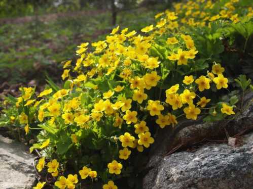 Вальдштейнія трійчастого грунтопокривна сорт Waldsteinia ternata Susanna фото