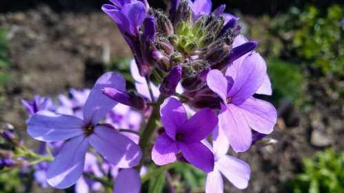 Вечірниця нічна фіалка посадка і догляд Hesperis matronalis фото