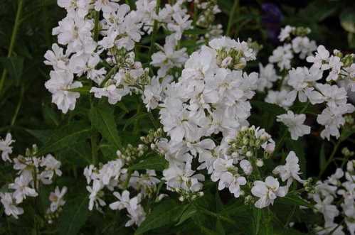 Вечірниця нічна фіалка біла альба сорт Hesperis matronalis Alba Plena фото