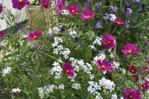 З чим посадити нічну фіалку Космея Cosmos bipinnatus разом гесперіс Hesperis matronalis