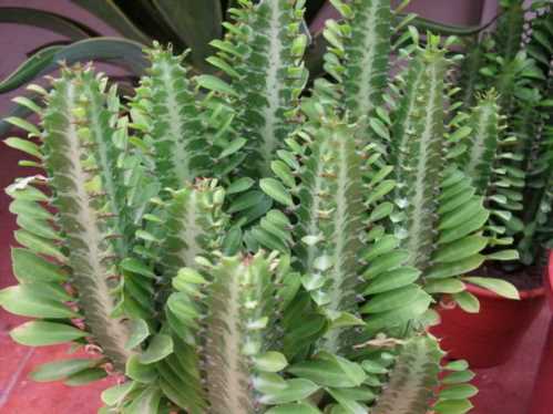 Тригранний або трикутний молочай Euphorbia trigona фото