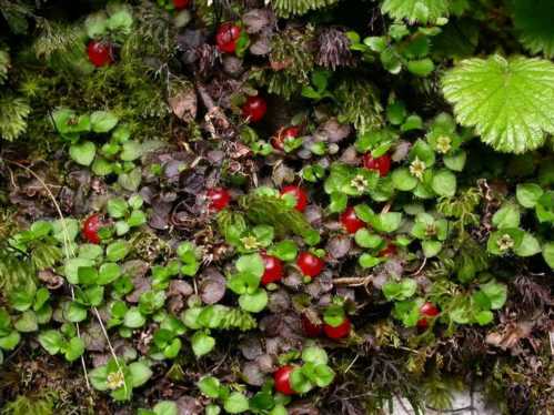 Війчаста нертера Nertera ciliata фото