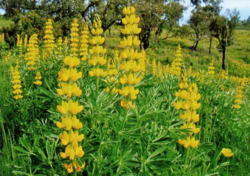 Люпин жовтий Lupinus luteus фото