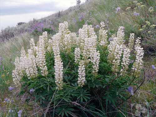 Люпин білий Lupinus albus фото