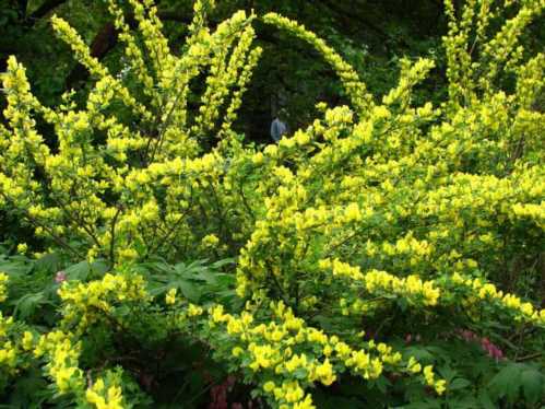 Рокитник російський Cytisus ruthenicus фото в кольорі