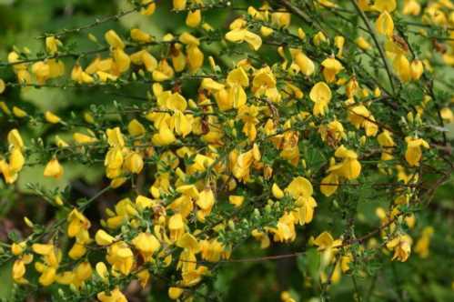 Рокитник вінцевий Cytisus scoparius фото