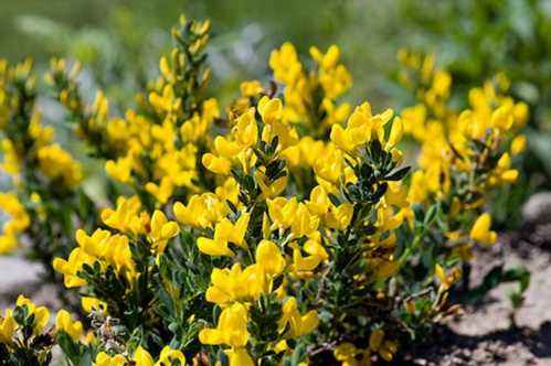 Рокитник сланкий Cytisus decumbens фото