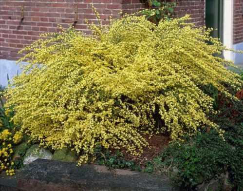 Рокитник ранній Cytisus praecox фото в кольорі