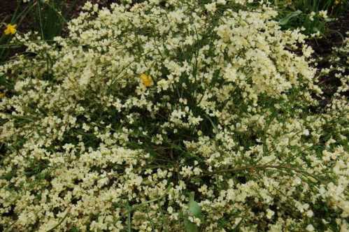 Рокитник кьюсскій Cytisus kewensis фото