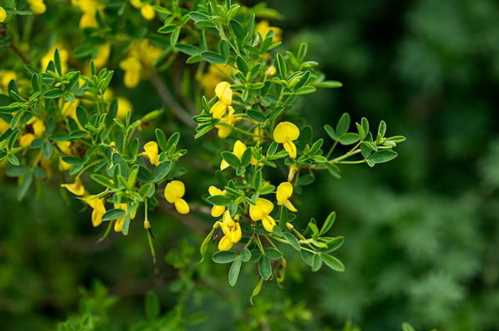 Рокитник виступающецветковий Cytisus emeriflorus фото